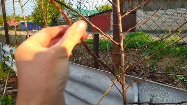 минус моего лучшего пруда. сад. и домашняя выпечка смотреть онлайн