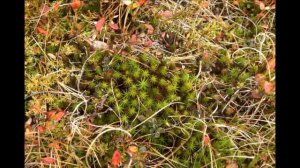 ОЙ ДА ТЫ ТАЙГА МОЯ ГУСТАЯ