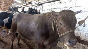 Шанбе бозори Худжанд мол калонт маеда фарбех и нигохбори молбозори хучанд июня 2023 г.