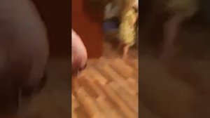 Трэш в эфире ДругВокруг - многодетная мать пьёт и матерится на трансляции в приложении ДругВоКруг