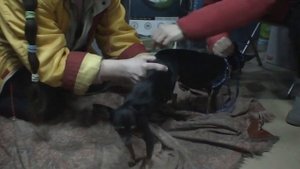 ВЯЗКА СОБАК породы той-терьер. Помощь инструктора с разъяснениями. / breeding dogs