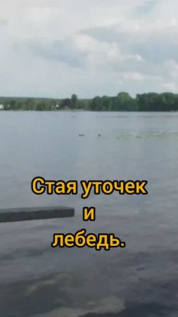 СТАЯ УТОЧЕК И ЛЕБЕДЬ