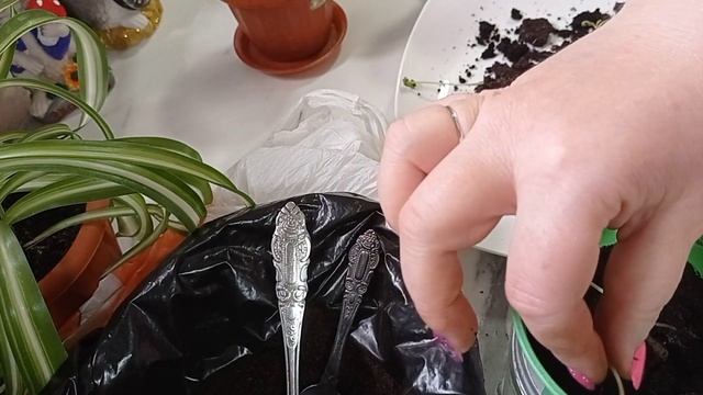 Пересадка сильно вытянутого бальзамина или мокрый Ванька)))