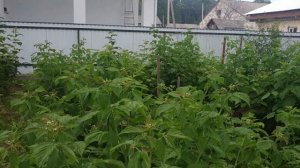 Малина Феномен, Отем Треже, Маравилла, Шеманус и молодые кусты Крепыша