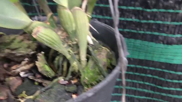 Cattleya quán long đài xưa đã bán ck bao ship 0915404915 смотреть онлайн