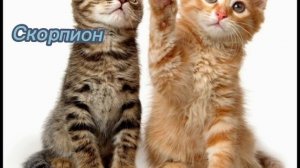 Тотемное животное по знакам зодиака!!!