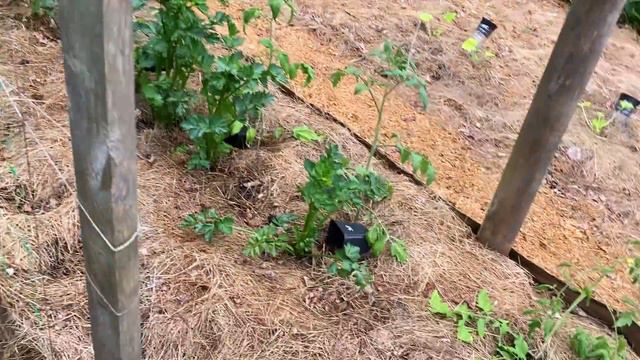 Jak sadzić ogórki🥒🥒 w gruncie, prowadzone pionowo na siatce. Ogórki gruntowe na podporach. Pędraki! смотреть онлайн