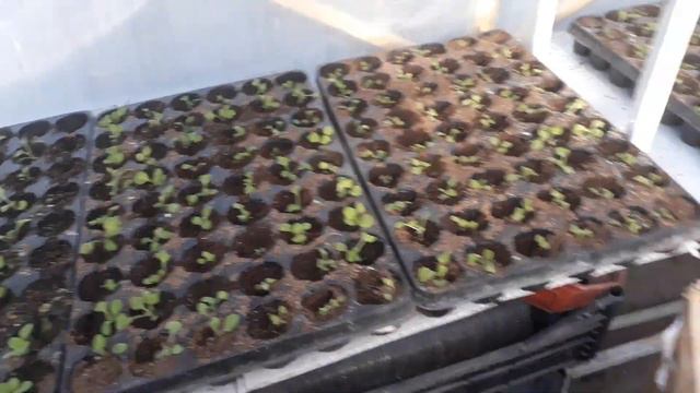 Правильная пикировка рассады!Обзор теплицы через месяц работы. смотреть онлайн