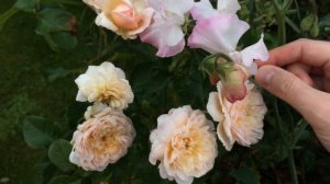Emily Bronte David Austin Rose | Sweetpeas growing into roses | Delphinium | Sunflowers
