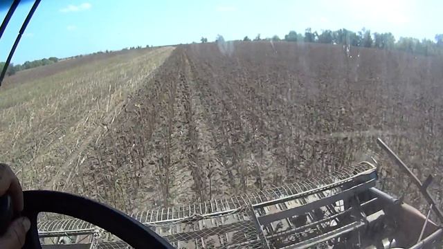 Убираем подсолнечник на слегка подпиленном комбайне Колос СК 6. смотреть онлайн