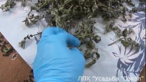 Сушка пустырника. Пряные травы для чая