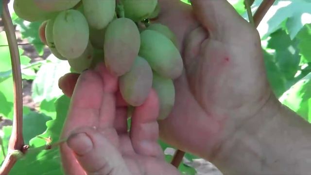 @Виноград Виктор – хороший виноград, отзыв Якушенко В.Е. смотреть онлайн