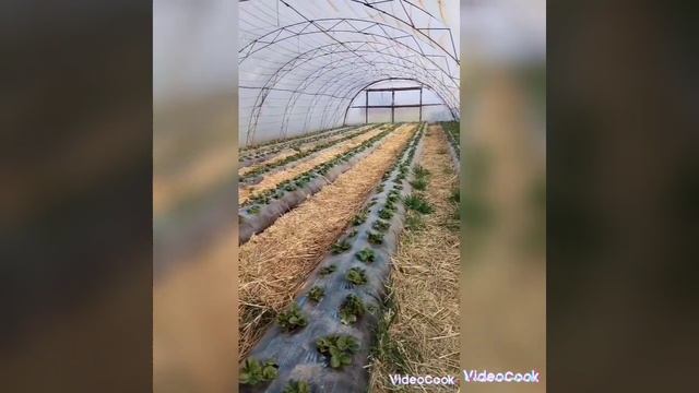 Мульчирование соломой междурядий  на клубнике смотреть онлайн