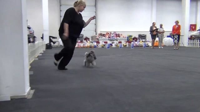 00053XXIII Национальная выставка пуделей 28.05.2017 --Элегия стиля Стильная штучка смотреть онлайн