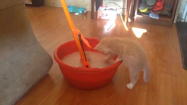 Приколы с котиками. Котёнок первый раз увидел мыльную пену! смотреть онлайн