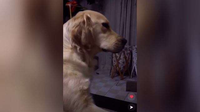 Собаки плачут на похоронах своих хозяев. Трогательно. смотреть онлайн