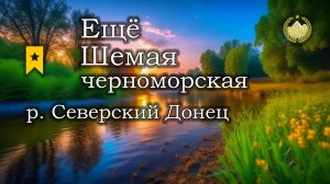 ✮ р. Северский Донец ✮ Еще одна Трофейная Шемая черноморская ✮