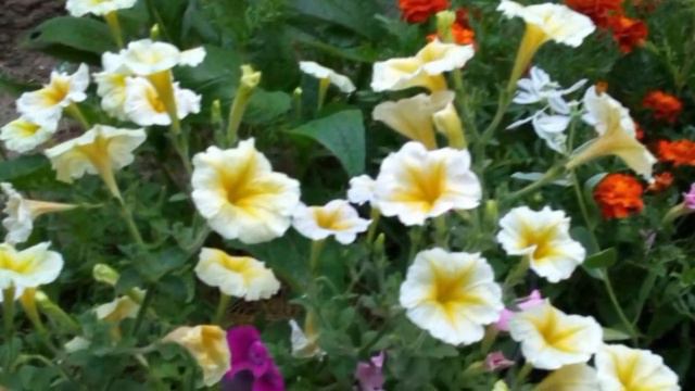 ВДОХНОВЕНИЕ . ДО СВИДАНИЯ  ЛЕТО 2018. смотреть онлайн