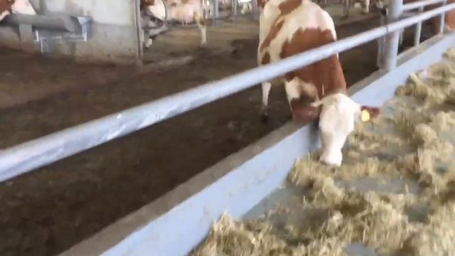 ФАРҒОНАДАГИ МОЛ ФЕРМА ВА БИЗНЕС ПЛАН смотреть онлайн