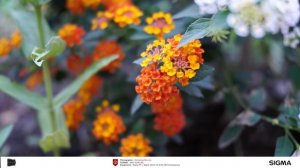 Sigma FP + Sigma 45mm f/2.8 DG DN Contemporary