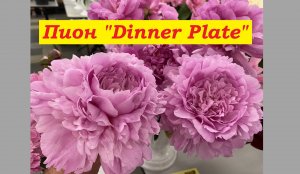 Пион Диннер Плейт Peony Dinner Plate