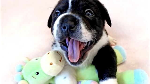 Специалисты потеряли дар речи, когда изучили ДНК щенка со смешной большой головой смотреть онлайн