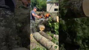 Работа бензопилы ZimAni 450 (Husqvarna 450).