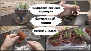 Пикировка сеянцев адениума (возраст 3 недели).