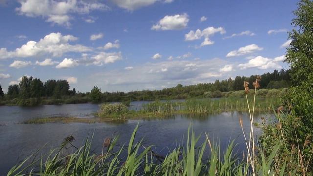 Красивая природа и песня соловья
