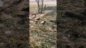 Мясные породы голубей