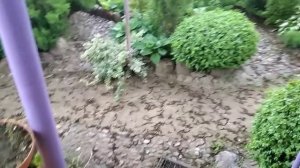 Бадану достаточна 1 чистка весной