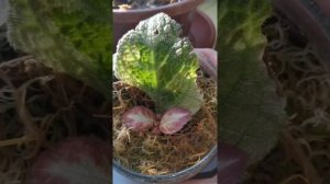 Акварельные эписции - уход и содержание в домашних условиях.