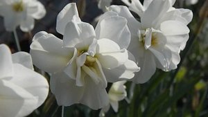 08 05 2019 Нарцисс махровый Альбус Пленус Одоратус ч3 Чудесного Дня, Друзья!