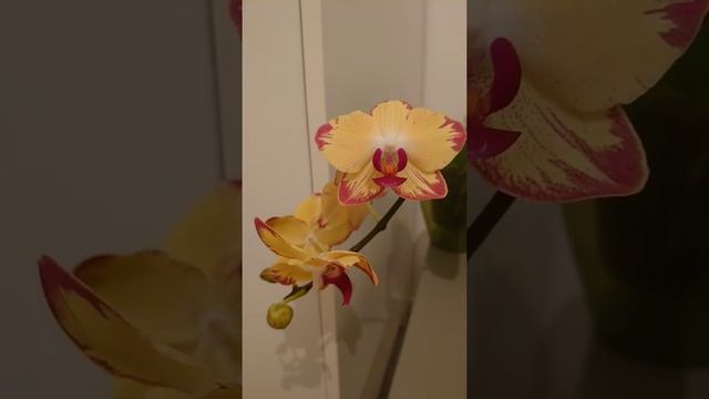 Орхидея фаленопсис Попугай / Phalaenopsis Papagayo