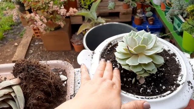 🇵🇹Replante de crássula lotus echevéria lola com dicas de cultivo. смотреть онлайн