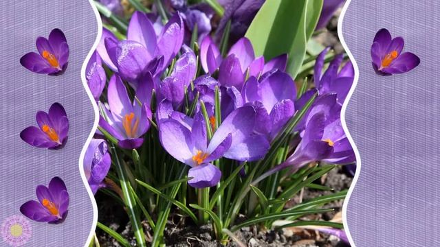 Стиль - Первые весенние цветы смотреть онлайн