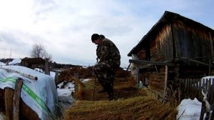 Чем и как разрезать рулон сена . Сечка для сена.
