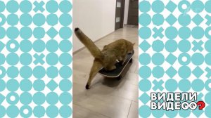 Кот на колесах. Видели видео? Фрагмент выпуска от 22.01.2023