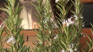 ? Жареная КАРТОШЕЧКА с МЯСОМ на сковороде | Картошка со свининой рецепт