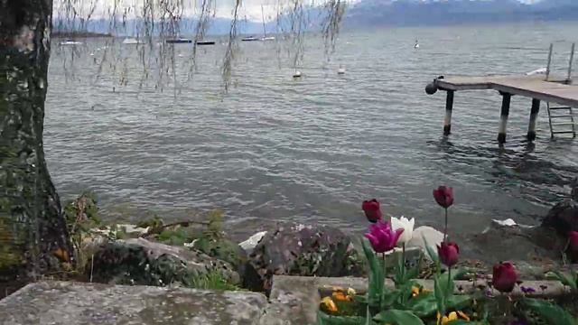 Suisse. Switzerland. Morges. Швейцария. Фестиваль тюльпанов. Набережная. смотреть онлайн