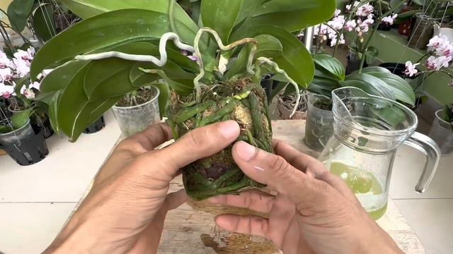 Rất Ít Người Biết Cách Trồng Lan Ra Nhiều Rễ Ngay Mà Không Thối смотреть онлайн