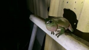 Australian Green Tree Frog Call Wild Very Loud Croaking Sound