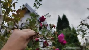 Философская прогулка поздней осенью. Кого из роз убрала из сада