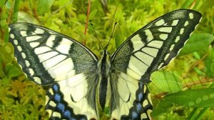 Махаон - интересные факты