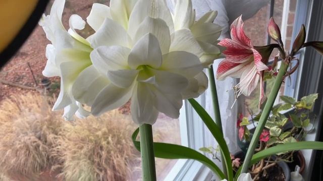 Amaryllis show 2023 смотреть онлайн