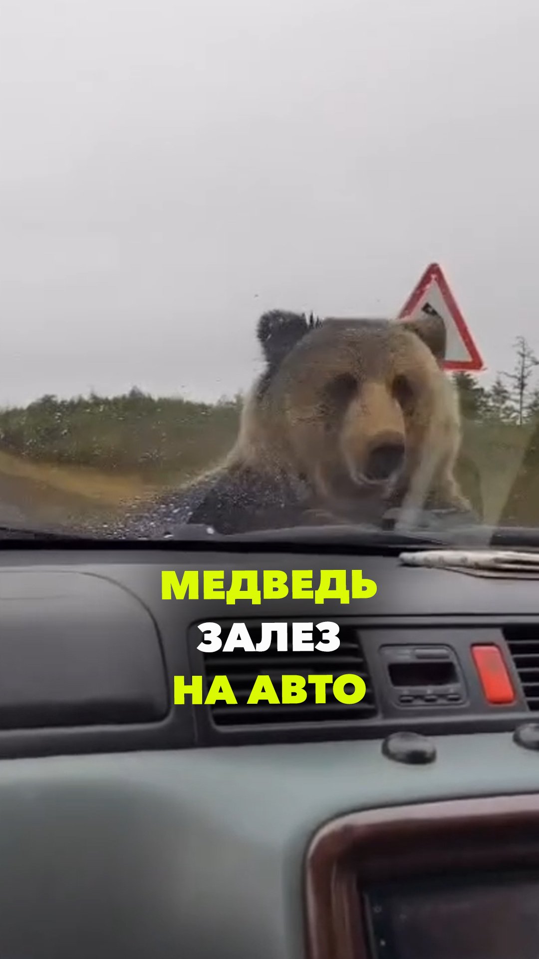 Закон – тайга, прокурор – медведь: на Сахалине косолапый обследовал авто местных жителей