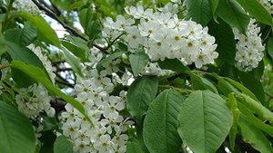Магические свойства ЧЕРЁМУХИ. ПРИМЕТЫ