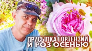 ОСЕННЯЯ ПРИСЫПКА РОЗ И ГОРТЕНЗИЙ ПЕРЕД УКРЫТИЕМ В ЗИМУ ЗАЩИТИТ ОТ ВЫМЕРЗАНИЯ КОРНЕЙ