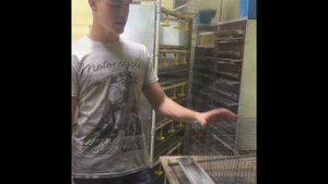 Клетка для перепелов. Новый тип перепелиных клеток.