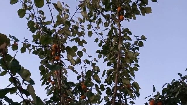 Абрикос . Лучший сорт . Секрет выращивания